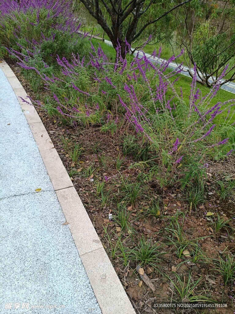 路边绿植景观