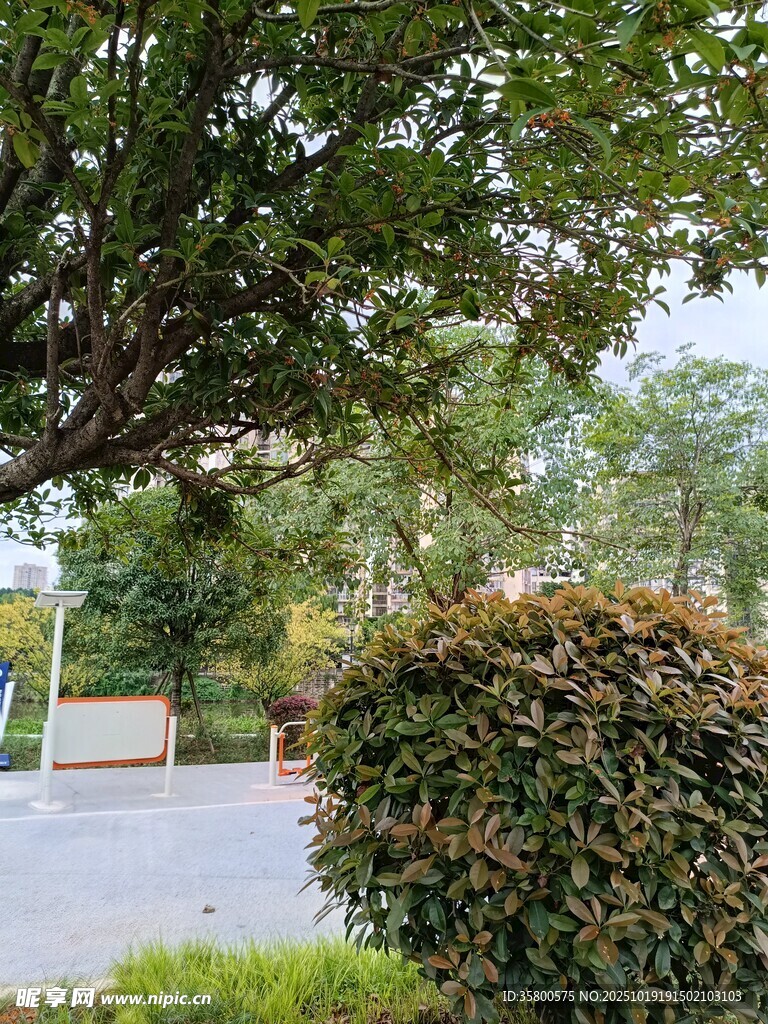 绿树环绕的宁静户外场景