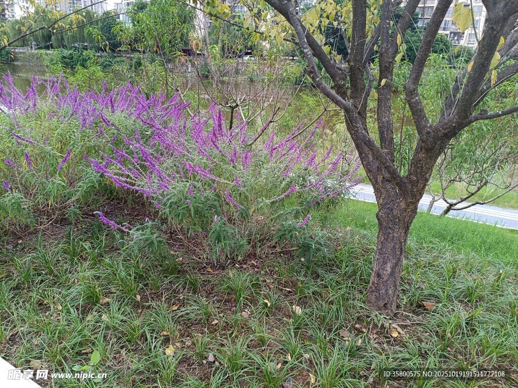 路边紫花与孤树景观