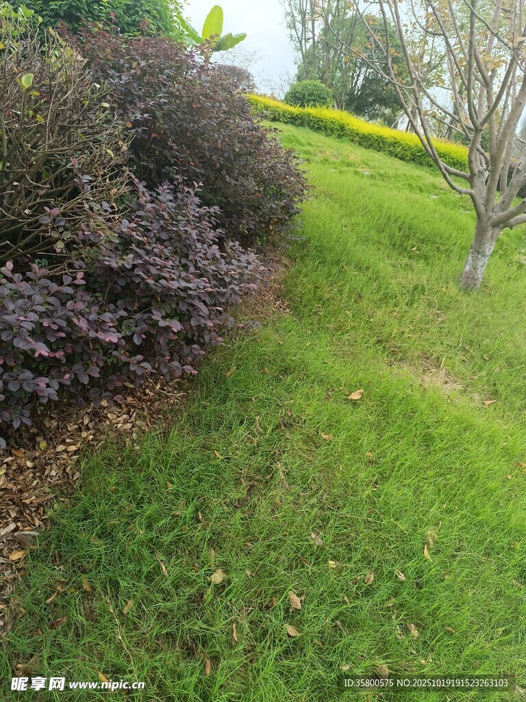绿意盎然的园林景观