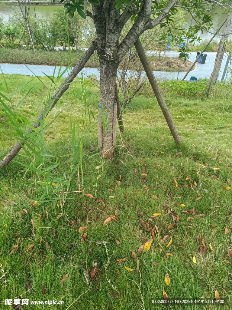 草地中的树木支撑架