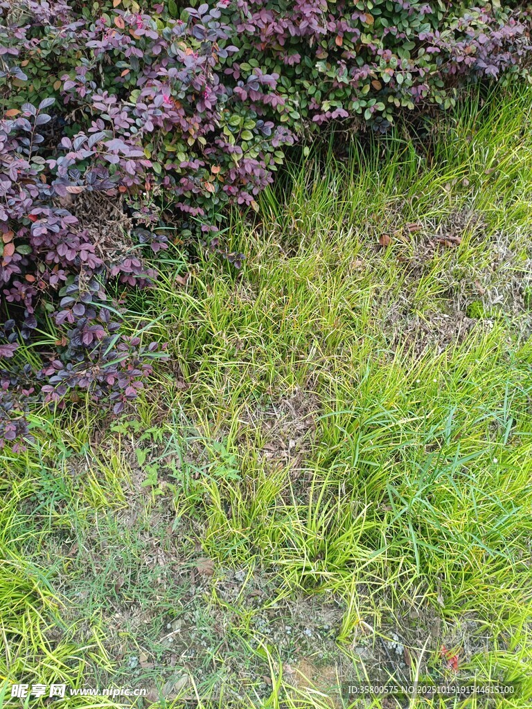绿意盎然的花草景观