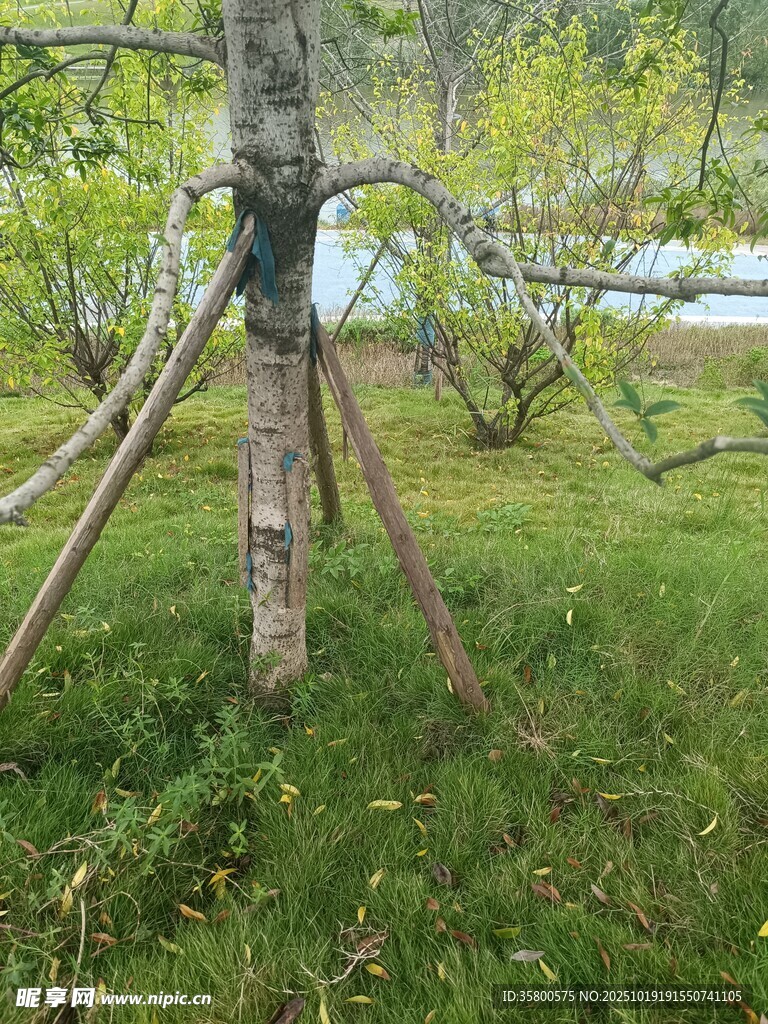 树木支撑加固景观