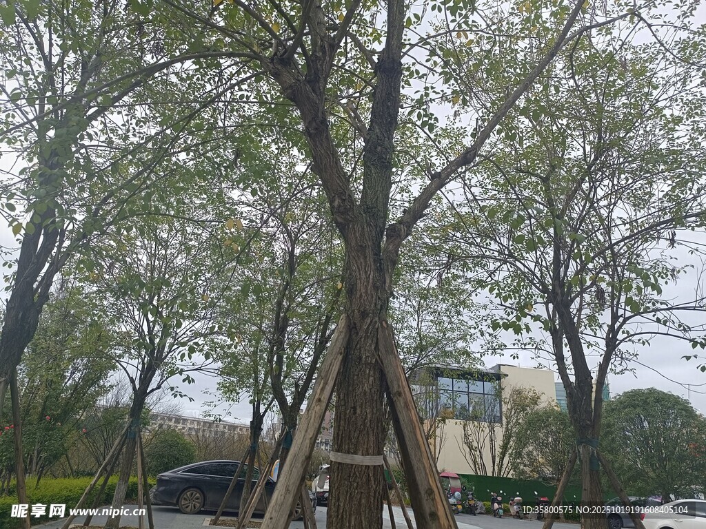 树木支撑加固场景