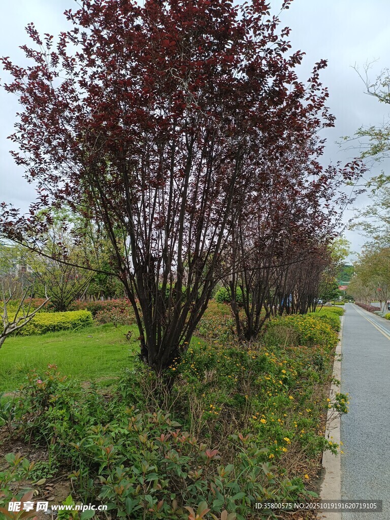路边紫叶树风景
