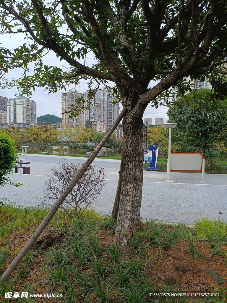 路边小树及支撑物