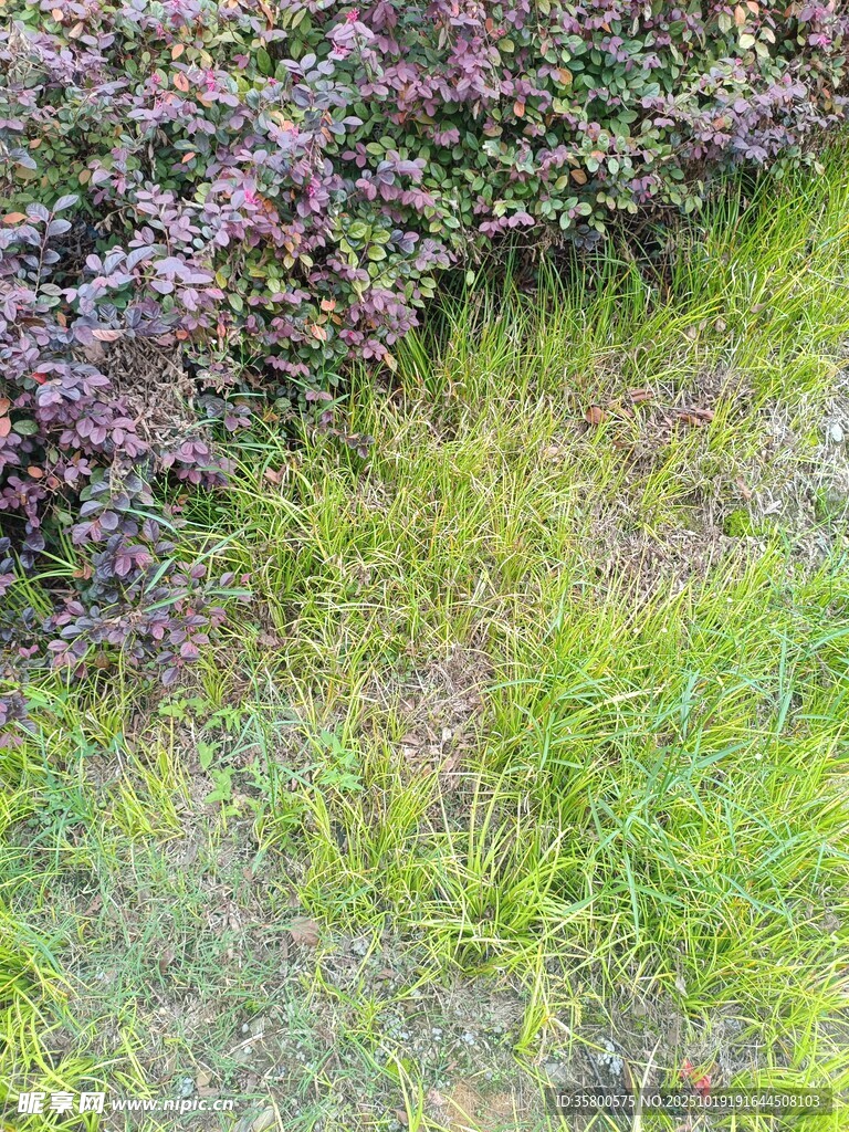 草丛中的粉紫植物
