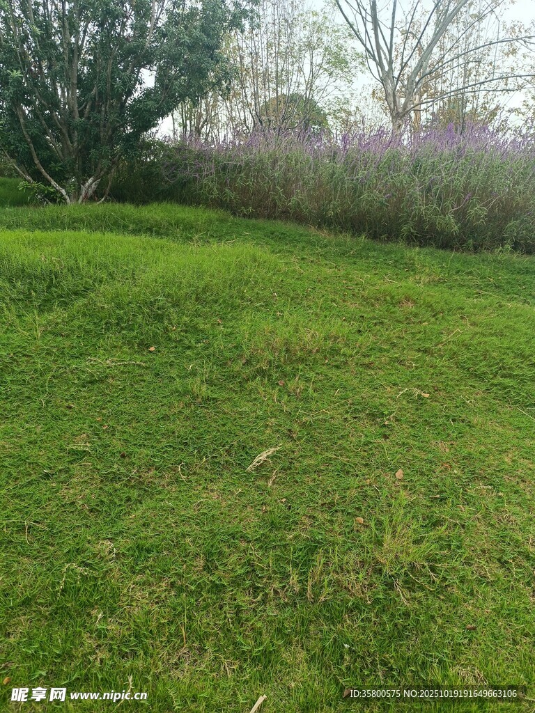 绿意盎然的户外草地场景