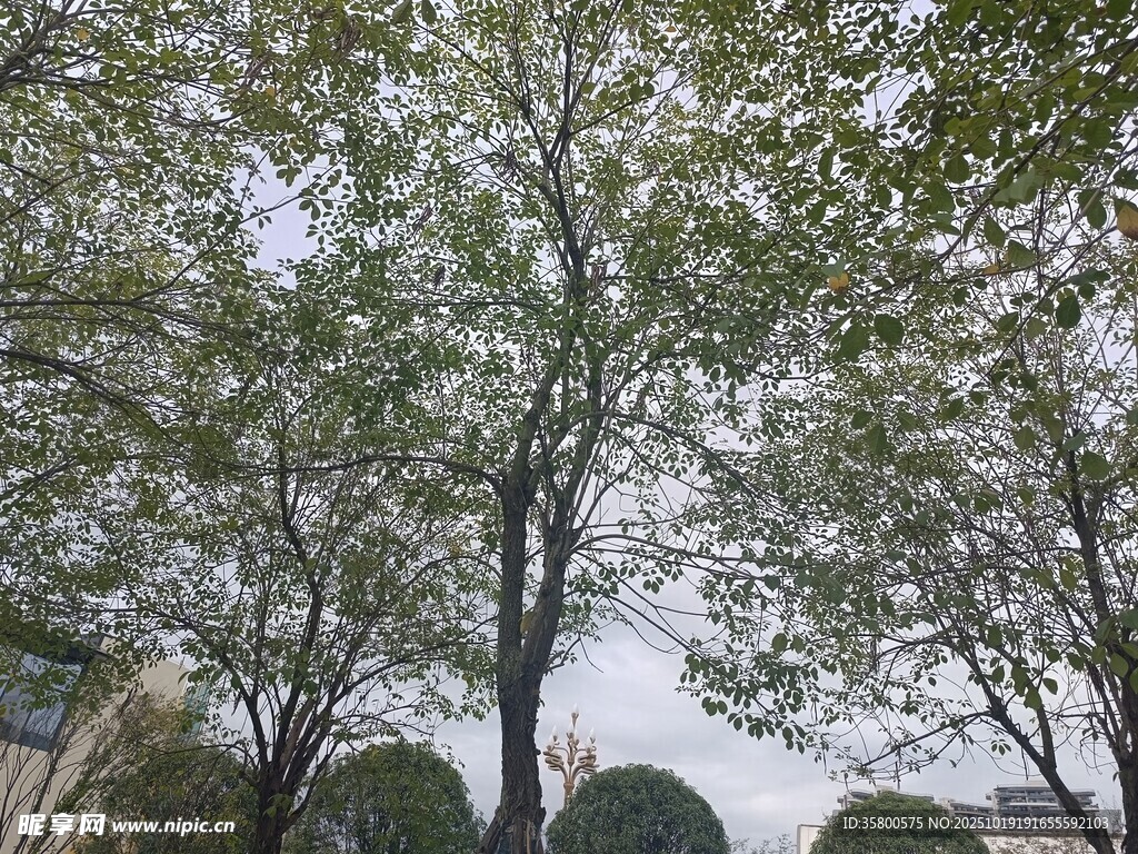 绿树成荫的户外景致