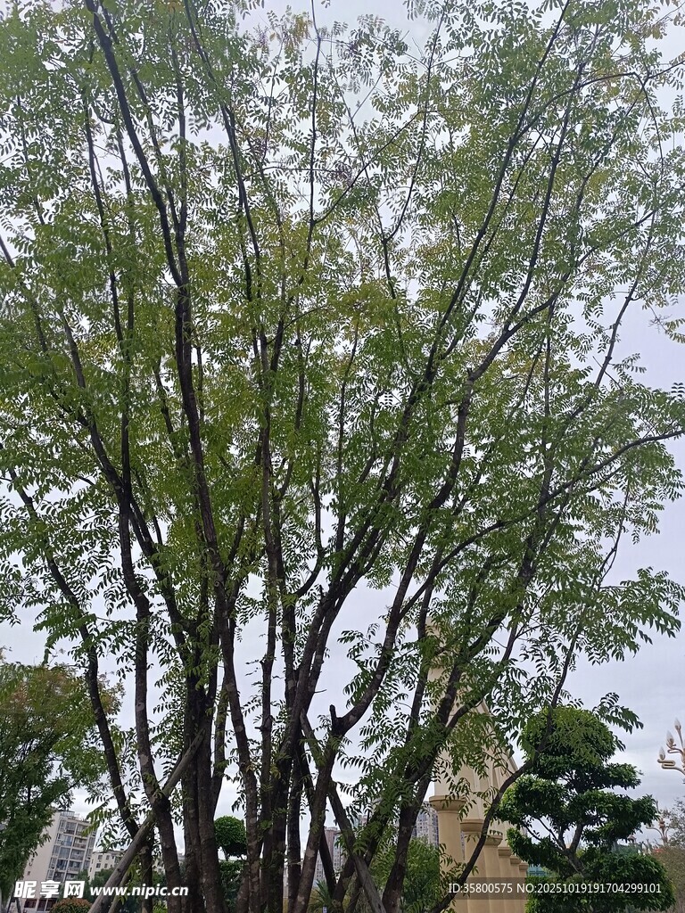 高大树木展现自然之美