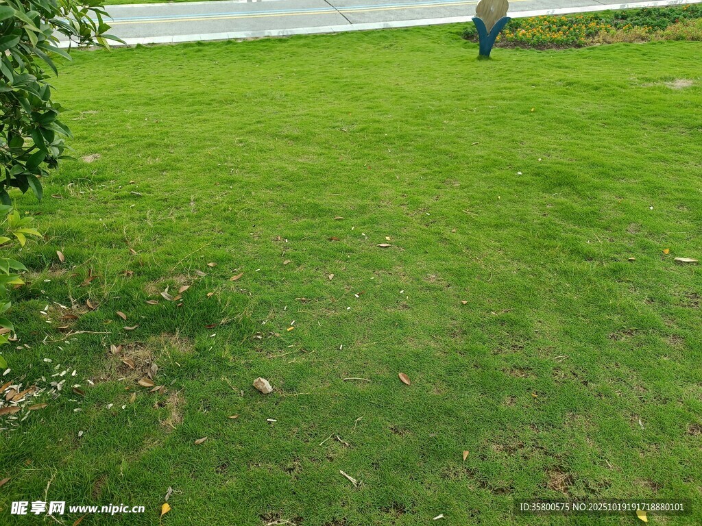 户外翠绿草坪场景