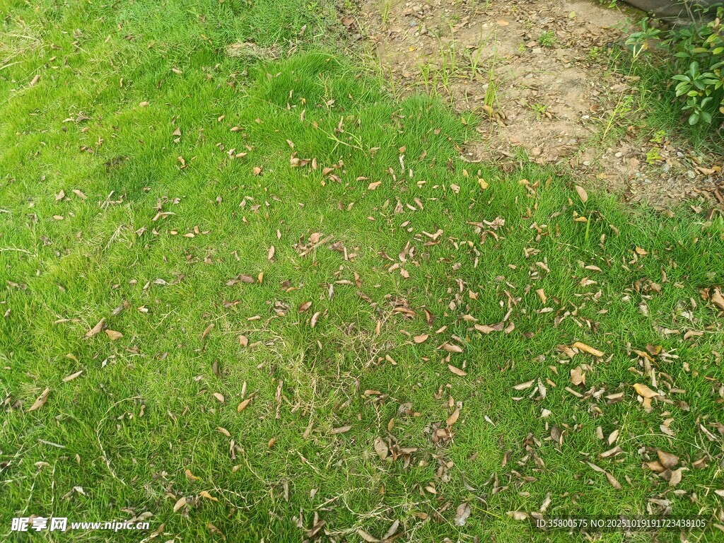 草地局部景象