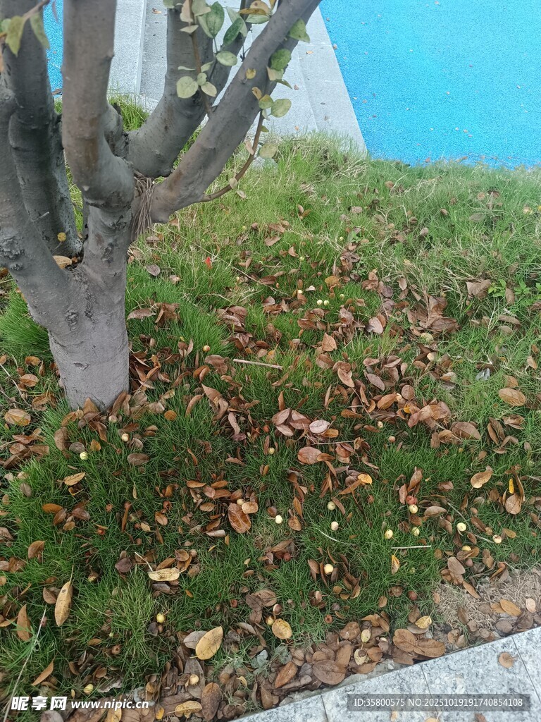 树下草地与散落枯叶