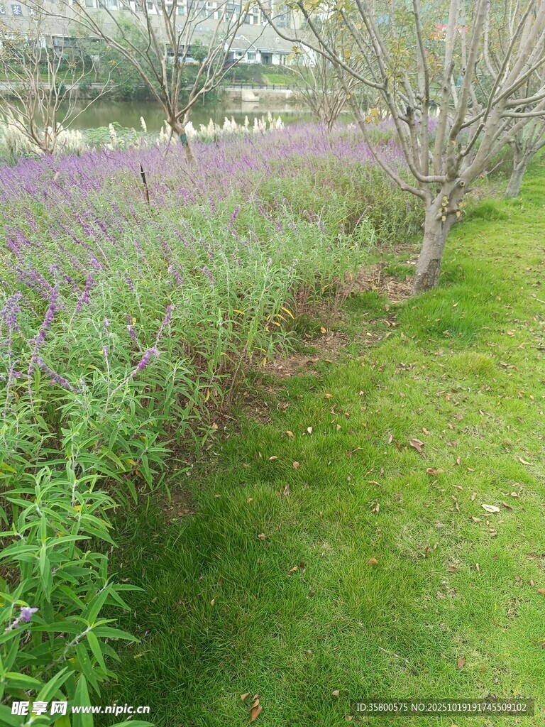 春日草地旁的繁茂植物景观