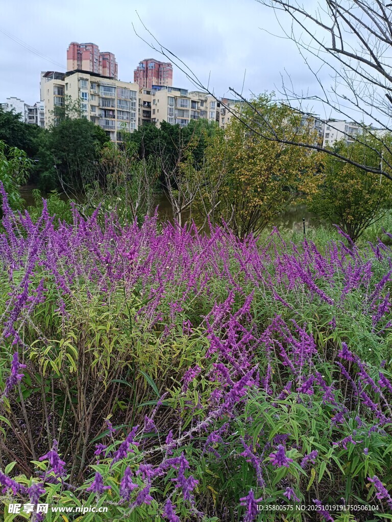 城市边的紫色野花盛放