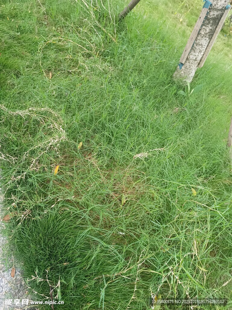 路边翠绿草地景象