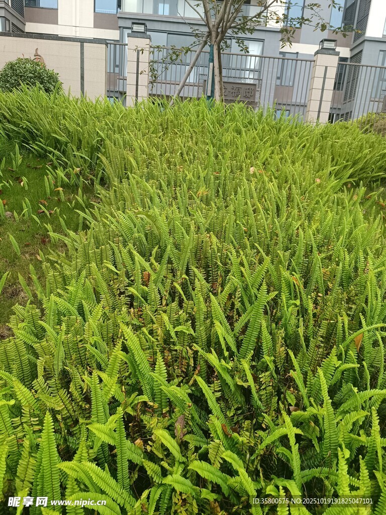 翠绿繁茂的户外绿植景观