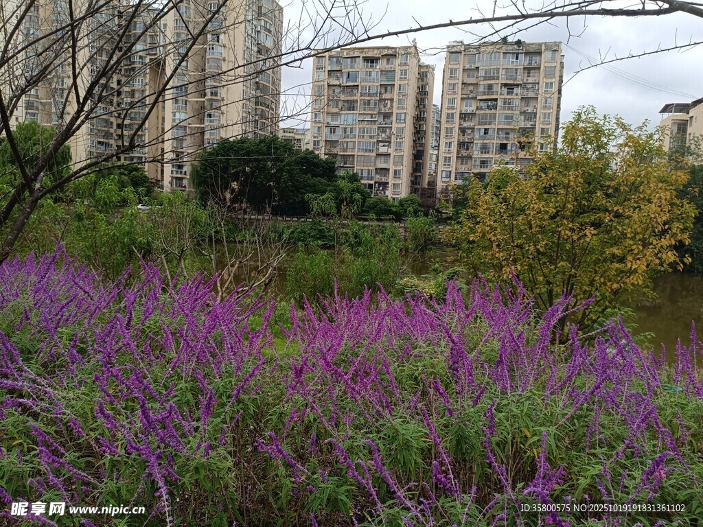 城市边的紫色花卉景观