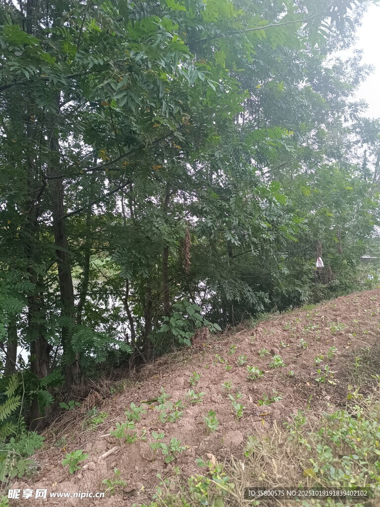 山坡旁的茂密树林