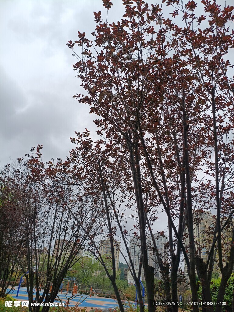 春日树林 