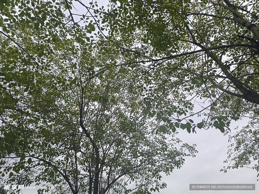 枝叶繁茂的树木景观