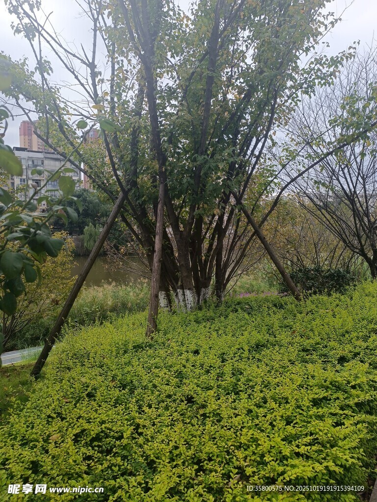 绿意盎然的树林与地面植被
