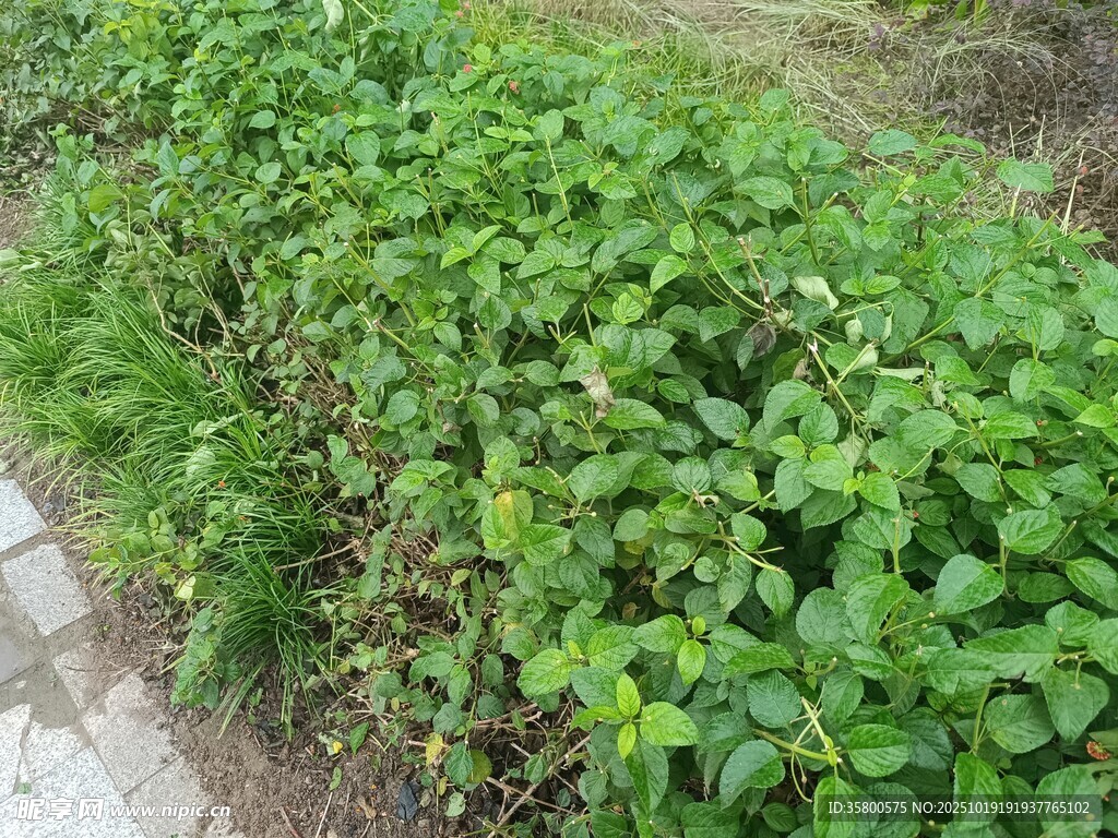 路边翠绿繁茂的植物
