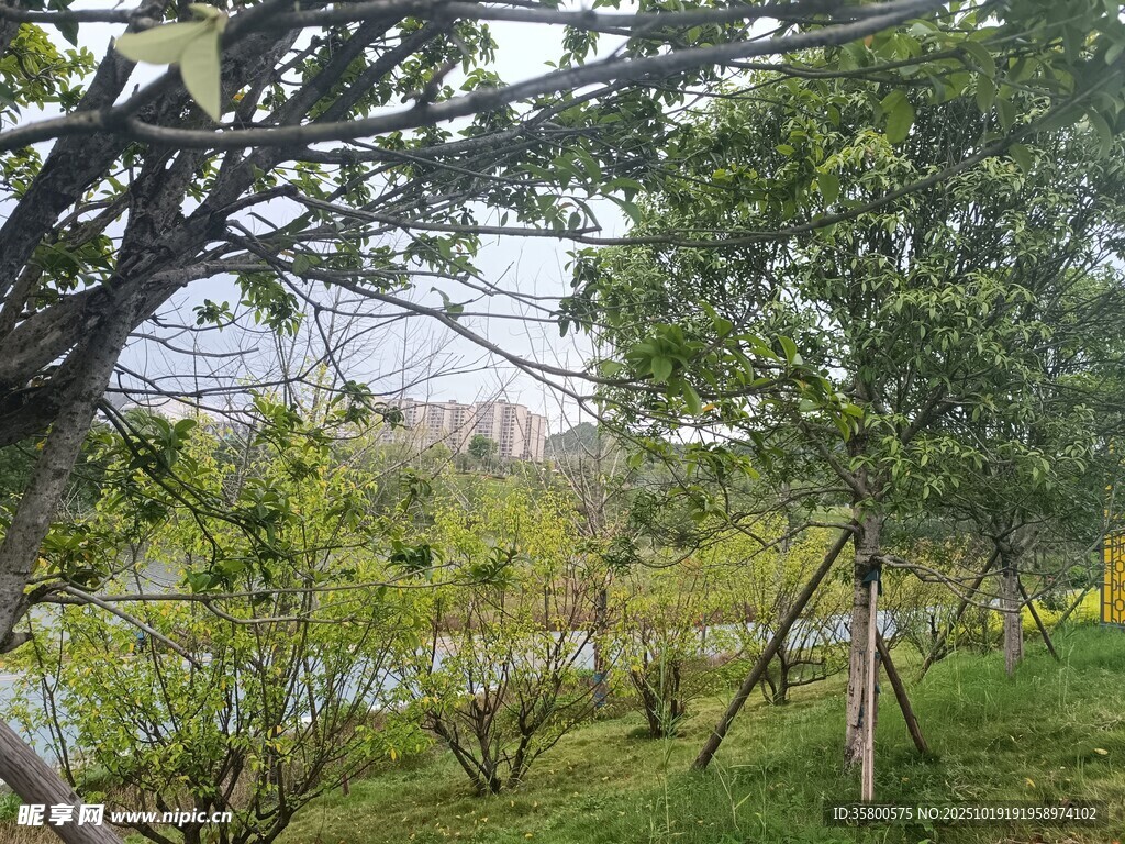 湖畔绿树成荫的自然景致