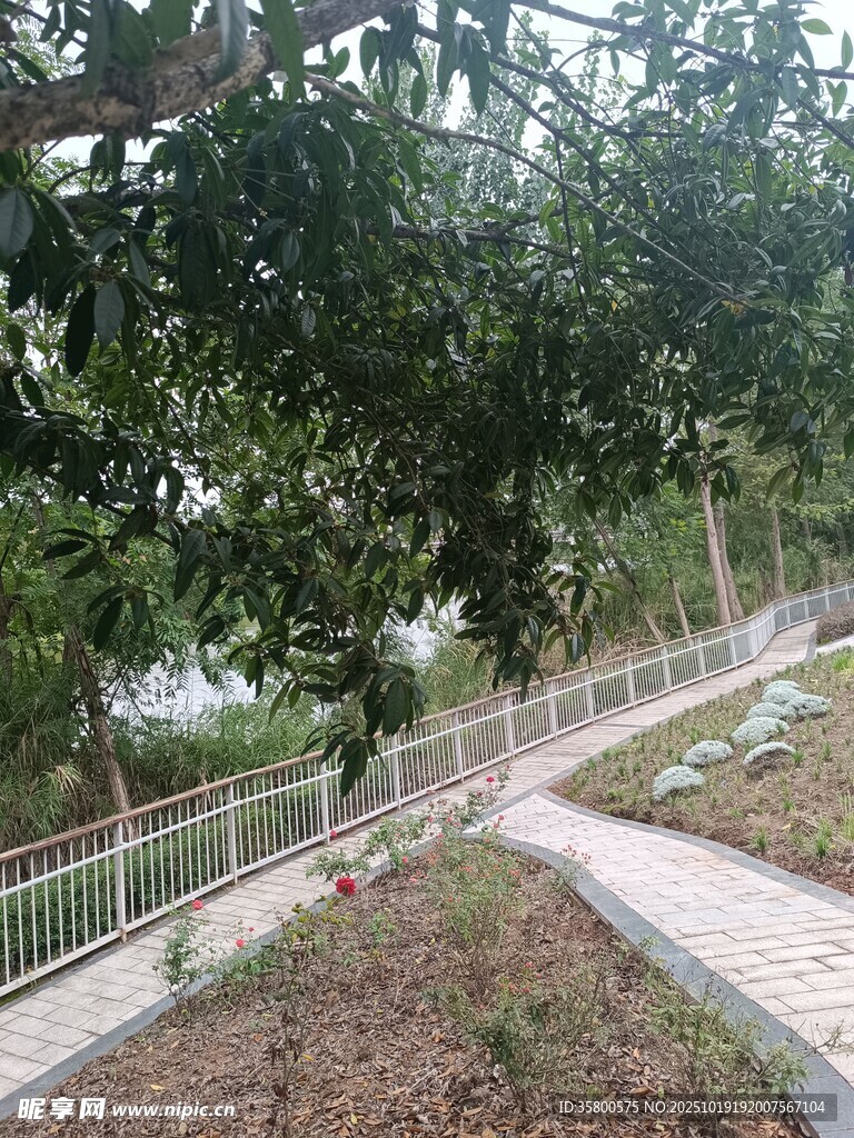 林间蜿蜒小径 