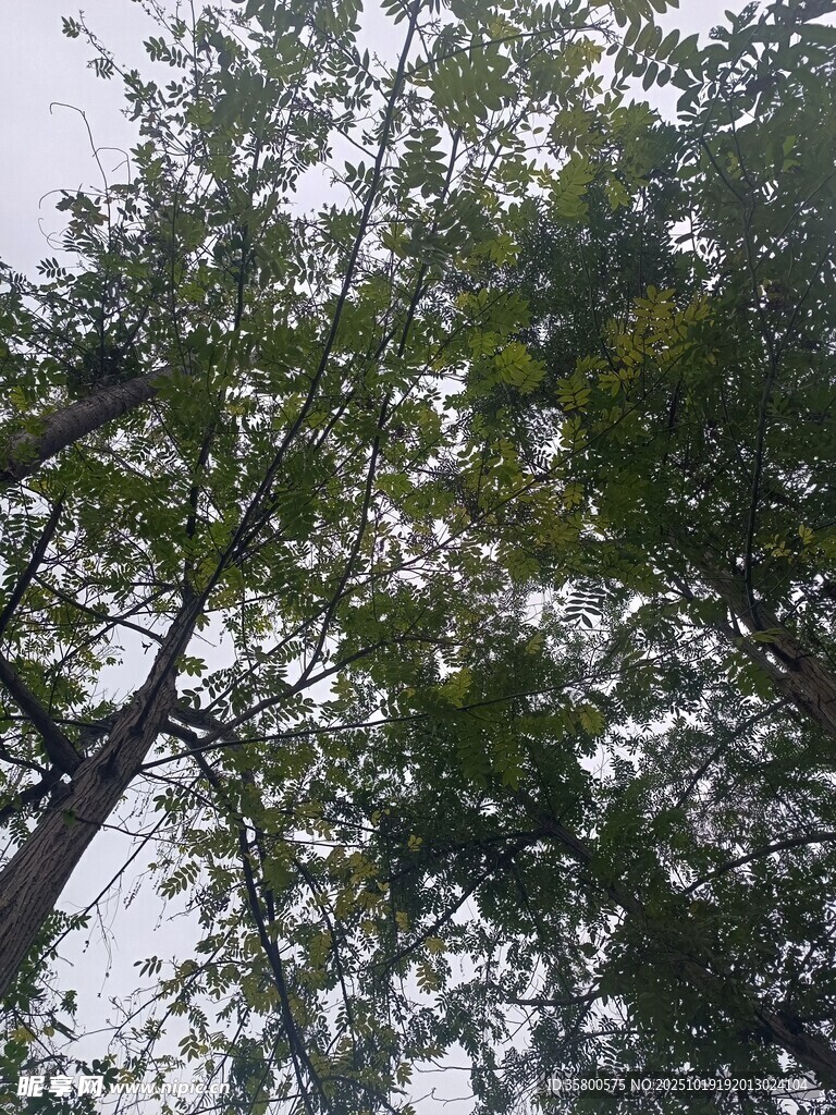 仰视茂密树林树冠