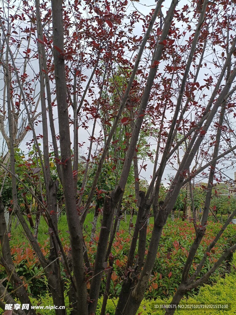 紫叶李树枝 