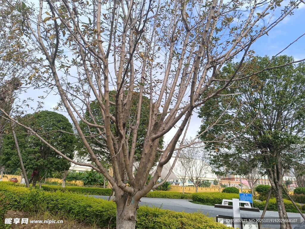 公园中光秃树木与周边景致
