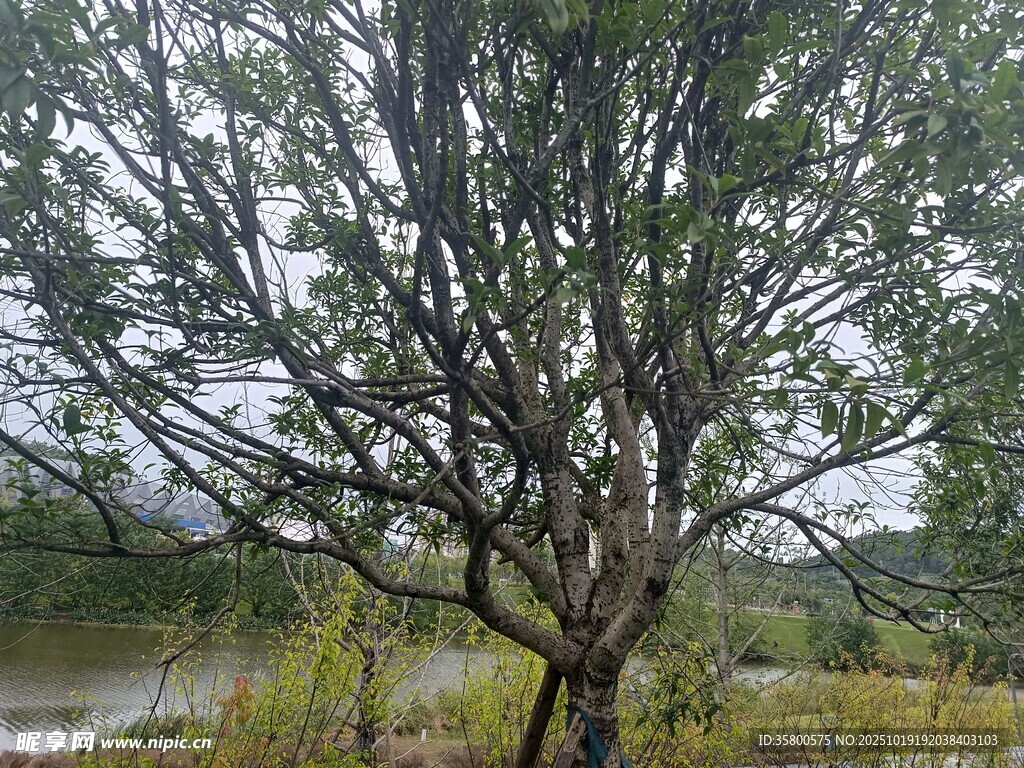 湖畔孤树 