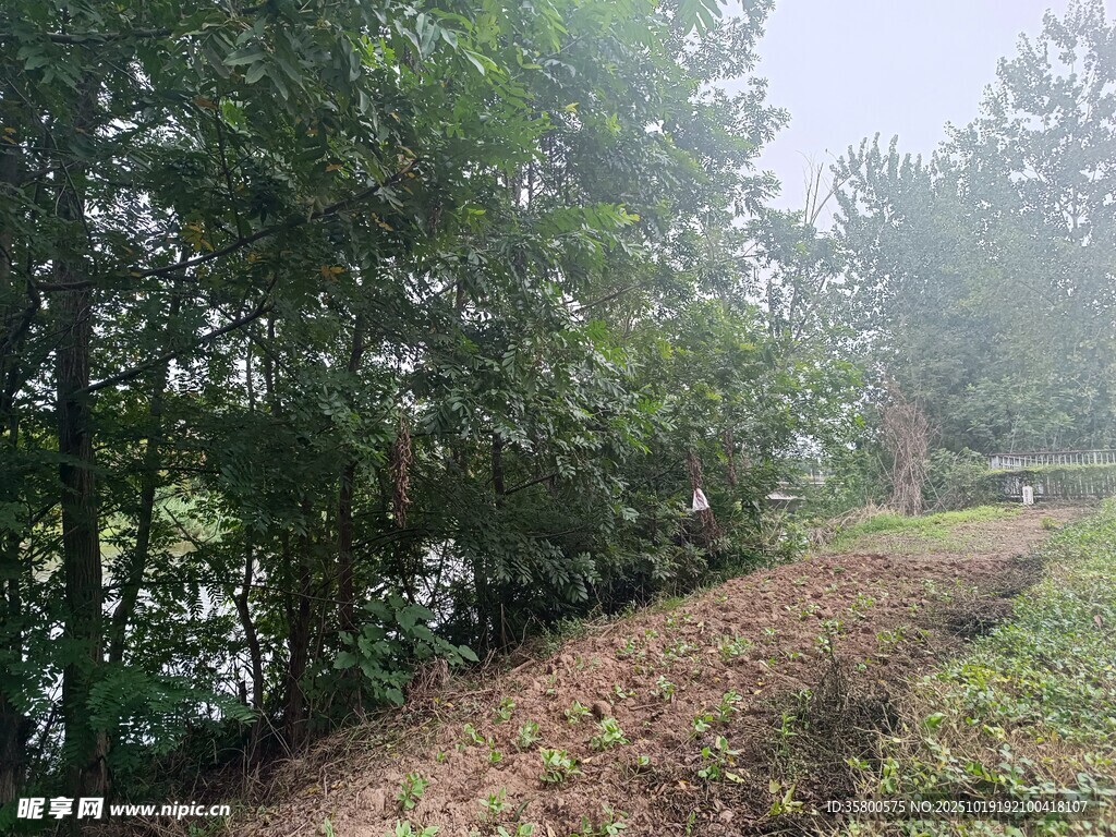 林间小道旁的茂密绿植