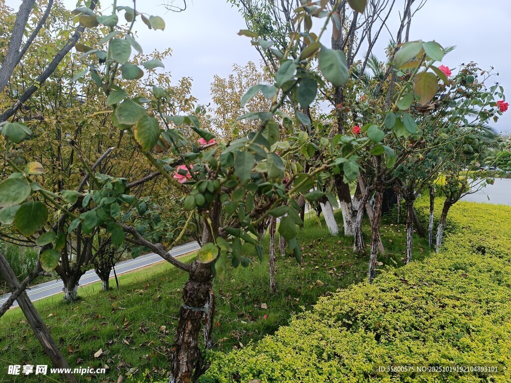园林景观中的绿植与小径