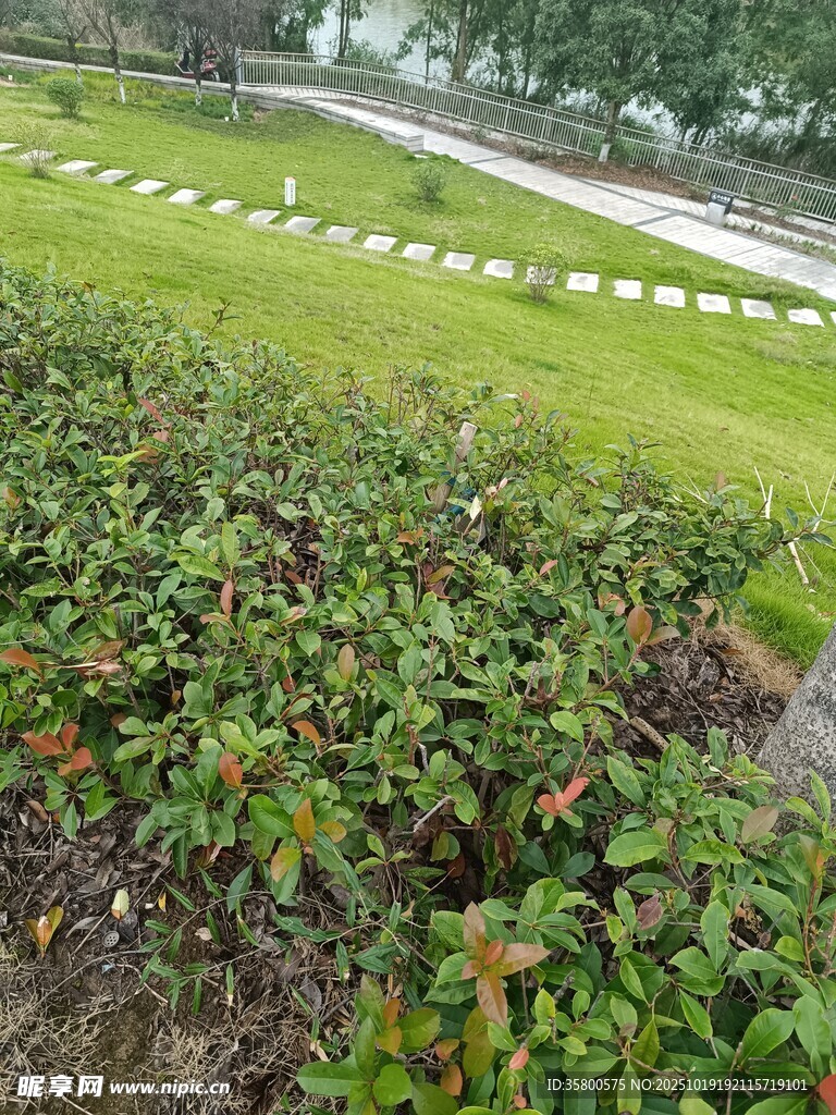 绿意盎然的路边植物景观