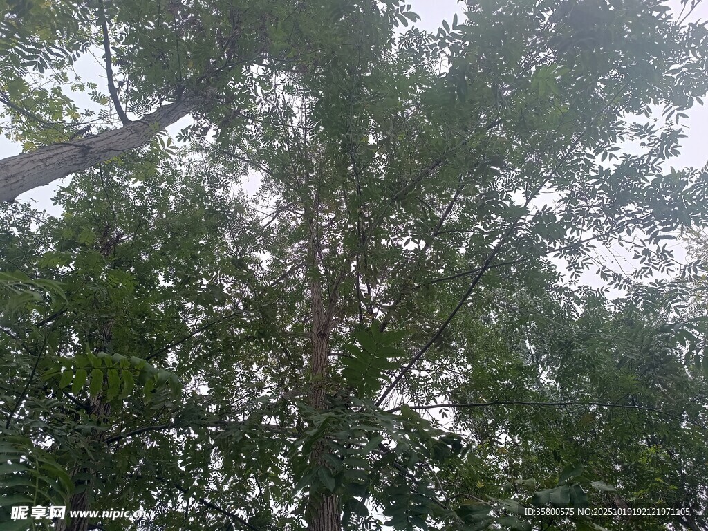 仰视茂密树林树冠