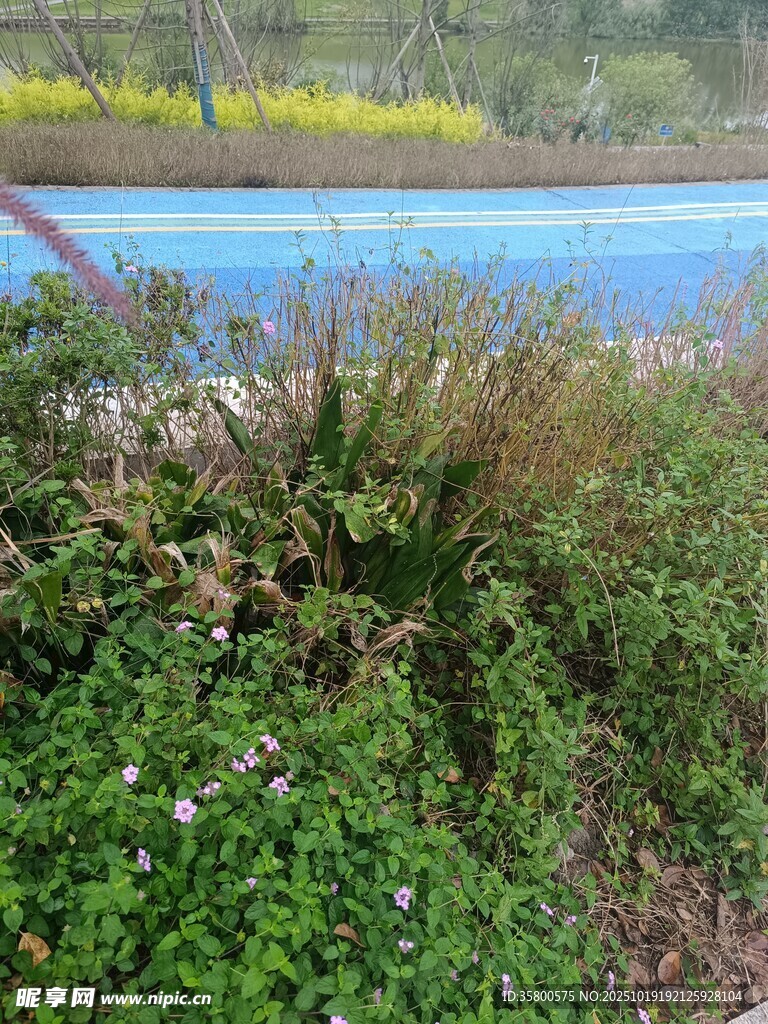 湖畔绿植景观