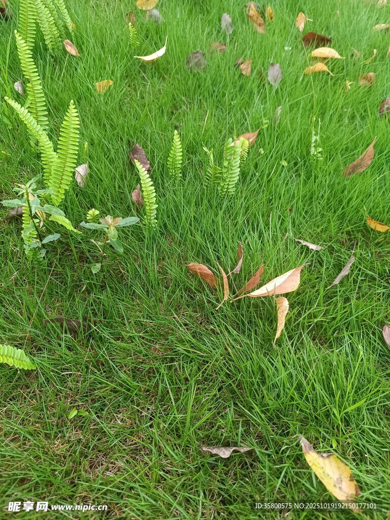 草地上的落叶