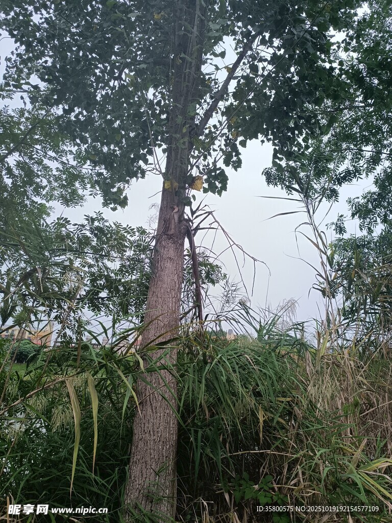 野外挺拔树木与周边植被