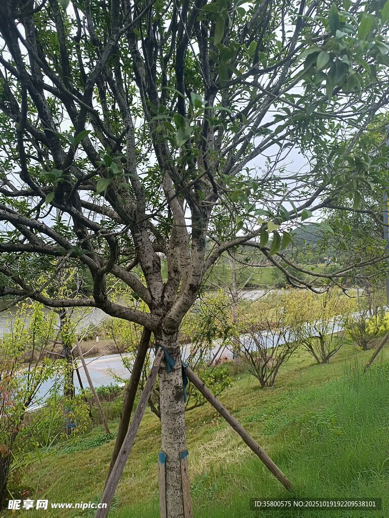 园林中被支撑的树木景观