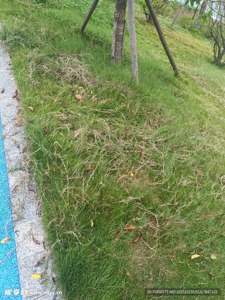 户外草地景观