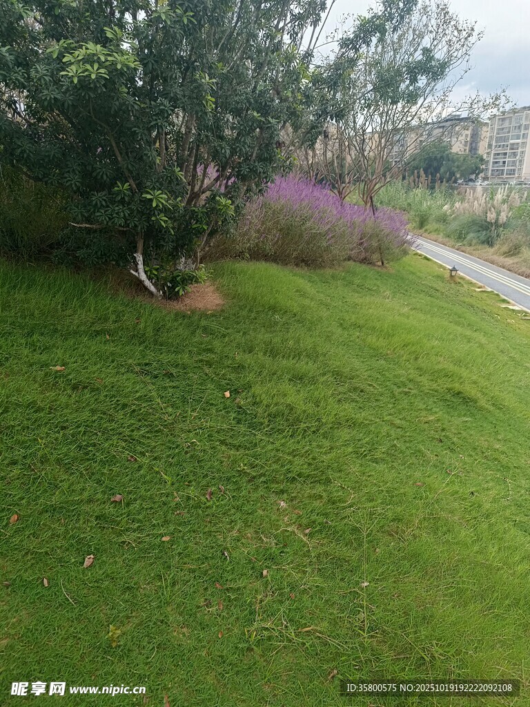 绿意盎然的草地与花卉景观