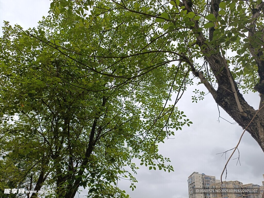 绿树掩映下的城市一角