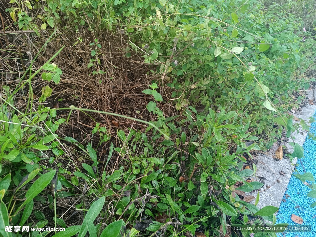 草地中的绿植景观