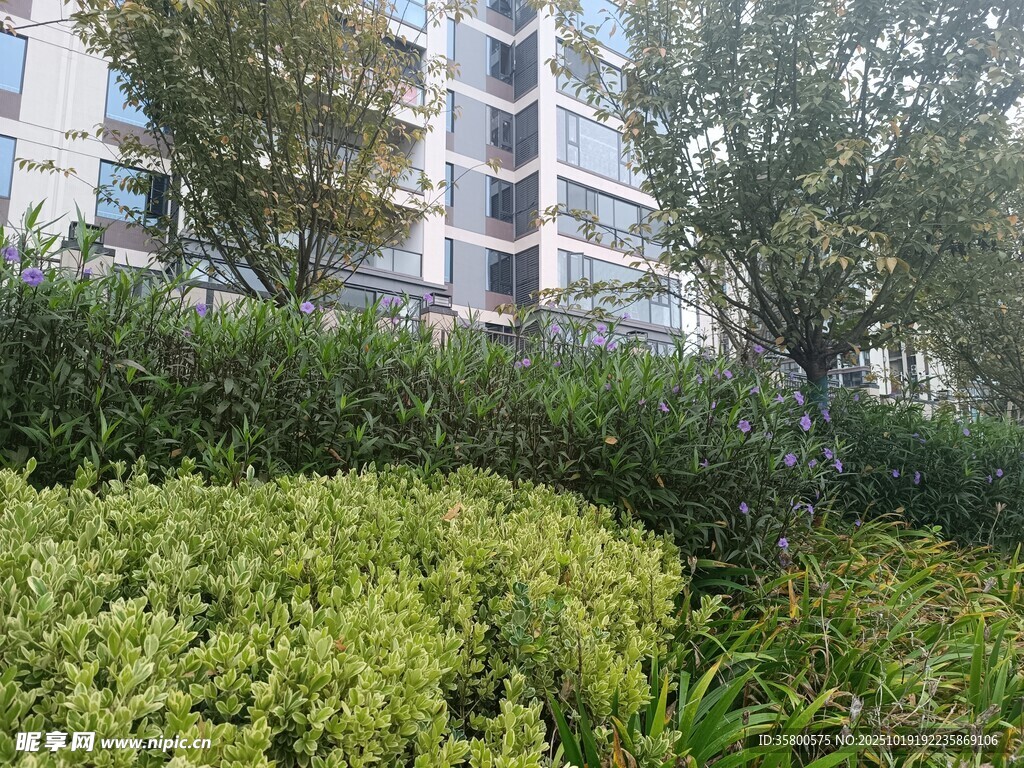 小区绿植环绕的居民楼