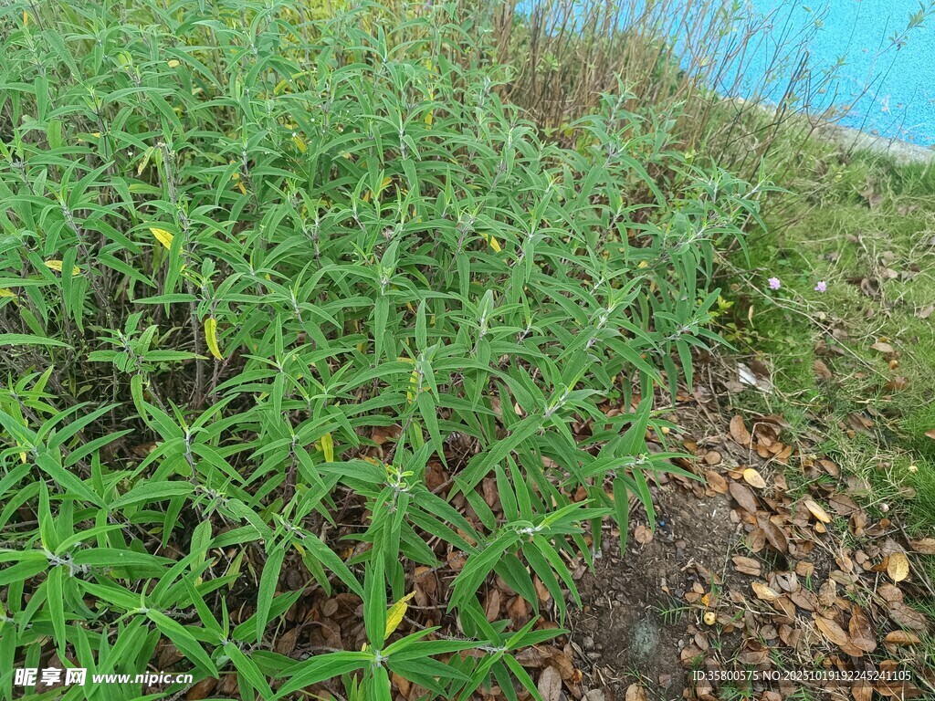 田野中的绿色植物