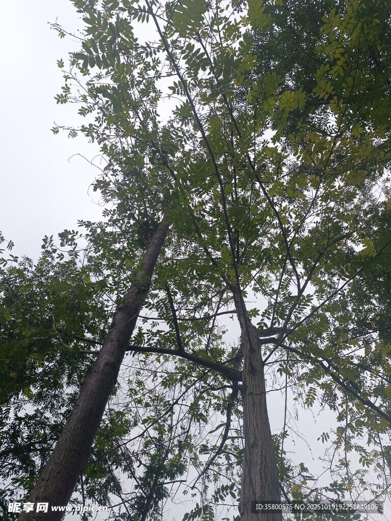 仰视茂密树林树冠景象