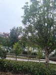 户外绿树景观