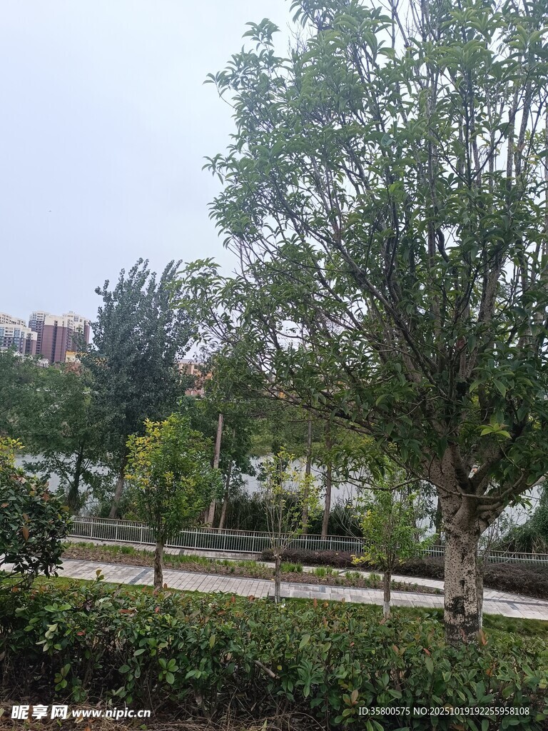 户外绿树景观